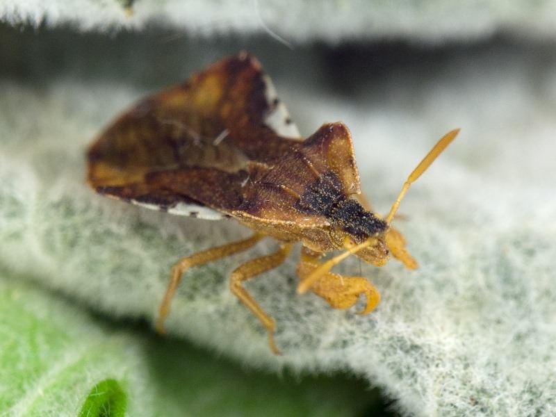 Phymata crassipes (Fabricius, 1775)
